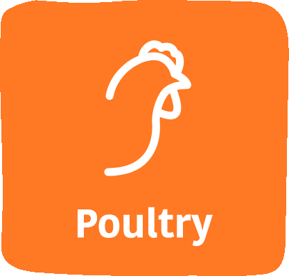 Excellent poultry